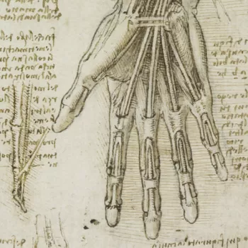 drawing of hands by Leonardo da Vinci